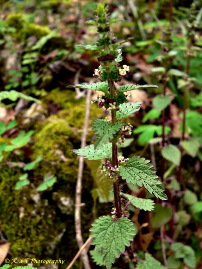 {Urtica chamaedryoides}